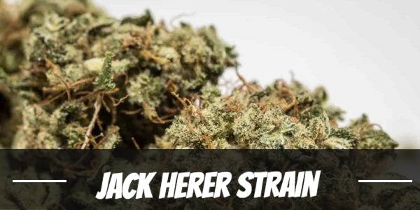 jack-herer-strain