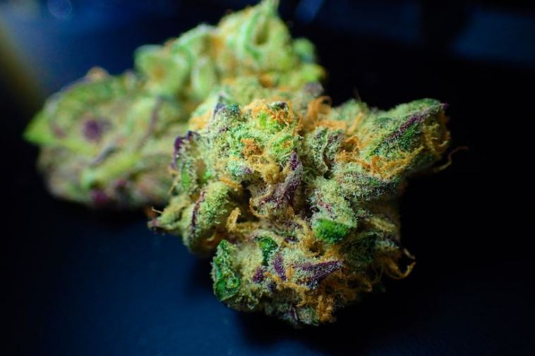 cannabis bud