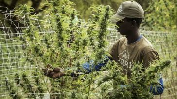 hemp farmer