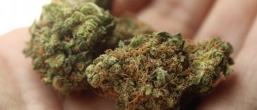 weed in hand