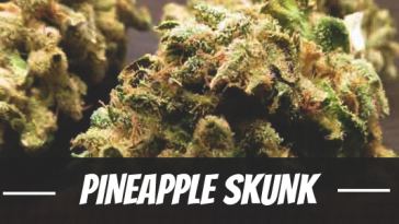 pineapple-skunk-strain