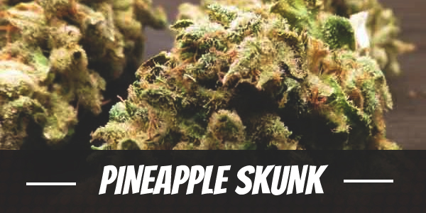 pineapple-skunk-strain