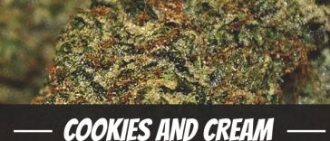 cookies-and-cream-strain