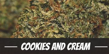 cookies-and-cream-strain