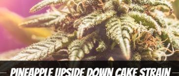 pineapple-upside-down-cake-strain