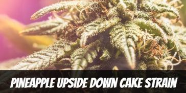 pineapple-upside-down-cake-strain