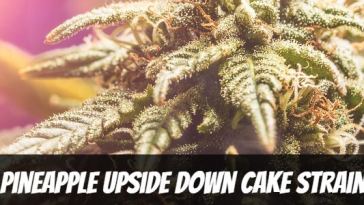 pineapple-upside-down-cake-strain
