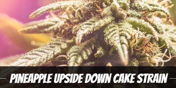 pineapple-upside-down-cake-strain