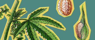 the-roll-up-#183:-plant-seeds-and-get-that-elev8-mindset