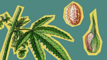 the-roll-up-#183:-plant-seeds-and-get-that-elev8-mindset