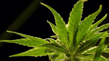 here’s-what’s-legal-under-new-jersey’s-updated-marijuana-laws