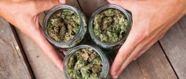 cannabis strains