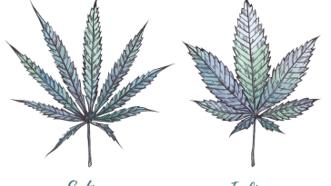 cannabis strains