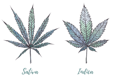cannabis strains