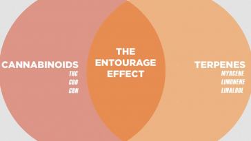 The Entourage Effect in Cannabis