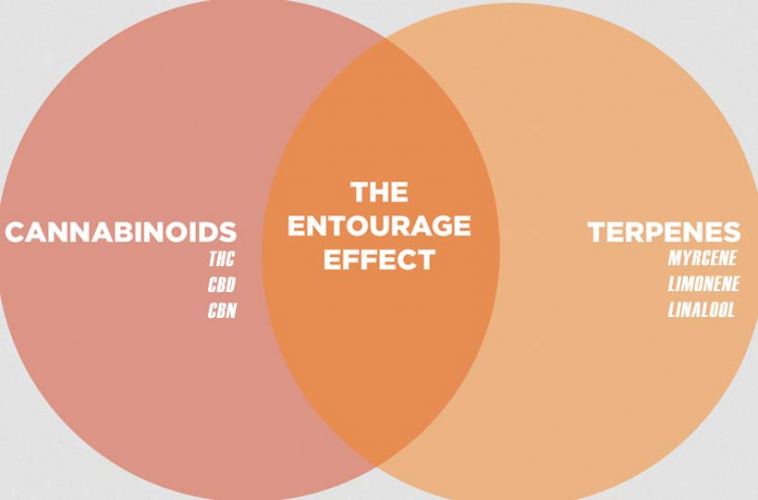 The Entourage Effect in Cannabis