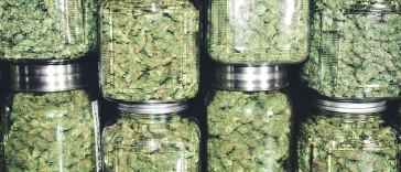 5-types-of-weed-highs-and-the-best-strains-for-them
