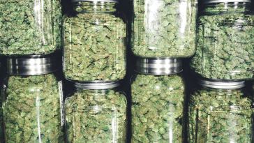 5-types-of-weed-highs-and-the-best-strains-for-them