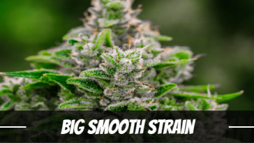 big-smooth-strain