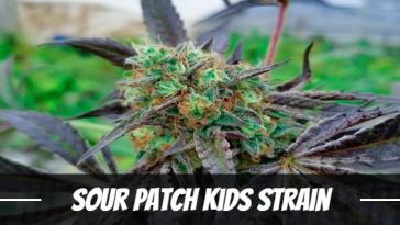 sour-patch-kids-strain