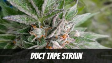 duct-tape-strain