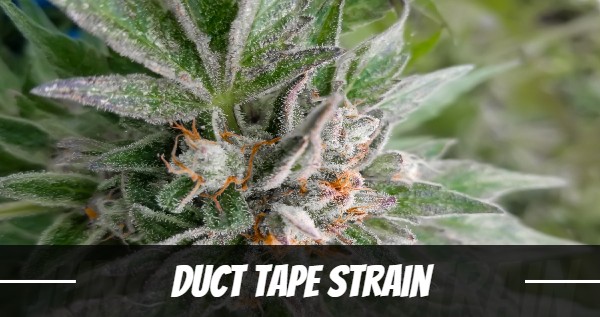 duct tape strain