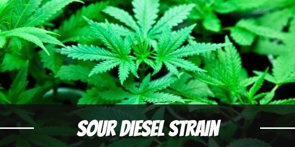 sour-diesel-strain