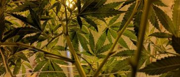 Cannabis Wellness Tips Spring Season