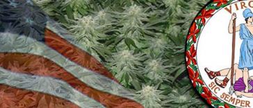 growing-marijuana-in-virginia