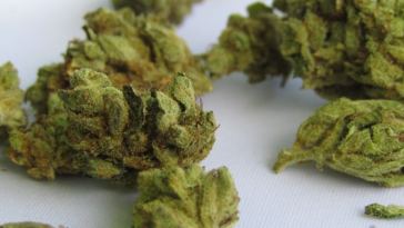 cannabis bud