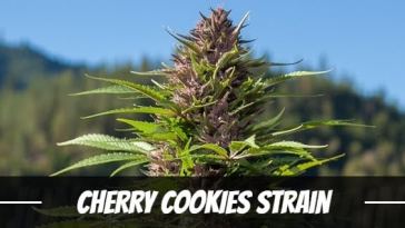 cherry-cookies-strain