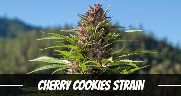 cherry-cookies-strain
