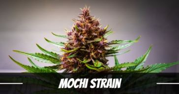 mochi-strain