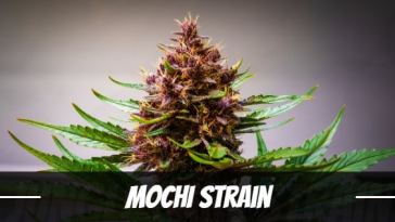 mochi-strain