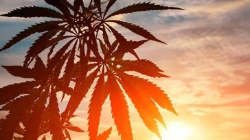 growing-marijuana-in-california