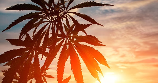 growing-marijuana-in-california
