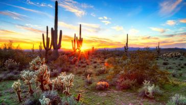 the-most-popular-weed-strains-in-arizona