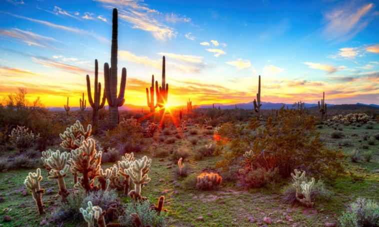 the-most-popular-weed-strains-in-arizona