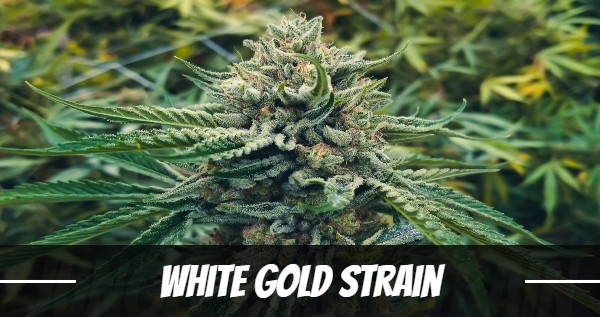 white-gold-strain