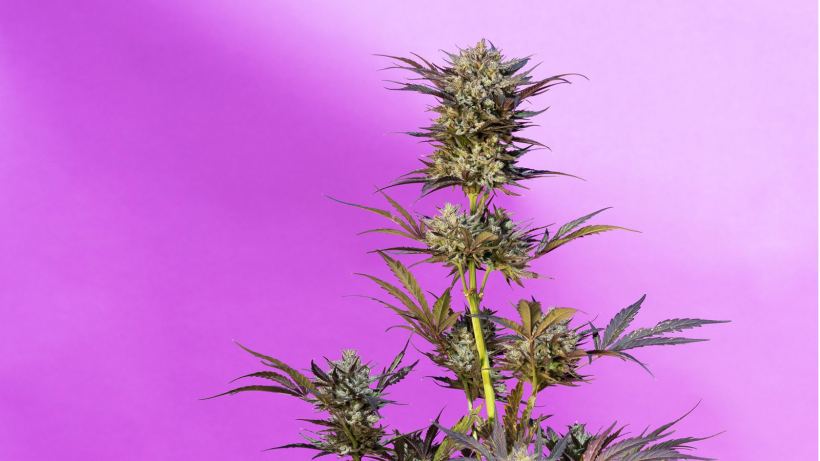 why-every-strain-is-a-hybrid,-according-to-a-legacy-grower