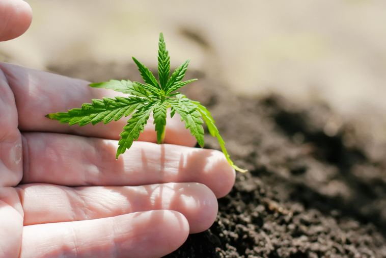 the-best-cannabis-strains-for-every-type-of-grower
