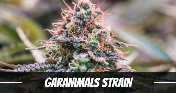 garanimals-strain
