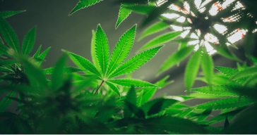 grow-lights-for-marijuana