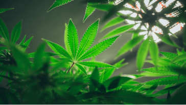 grow-lights-for-marijuana