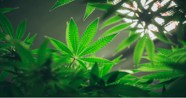 grow-lights-for-marijuana