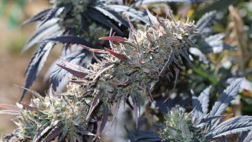 10-badass-sustainable-cannabis-flowers,-joints,-hash,-and-more