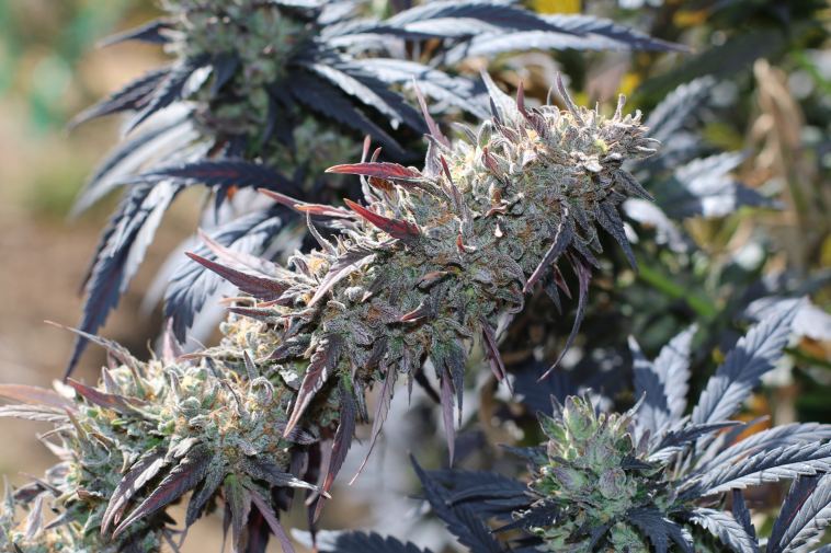 10-badass-sustainable-cannabis-flowers,-joints,-hash,-and-more