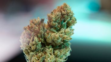 sorry,-but-high-thc-flower-is-overrated.