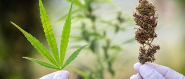 eco-friendly cannabis
