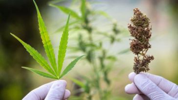 eco-friendly cannabis